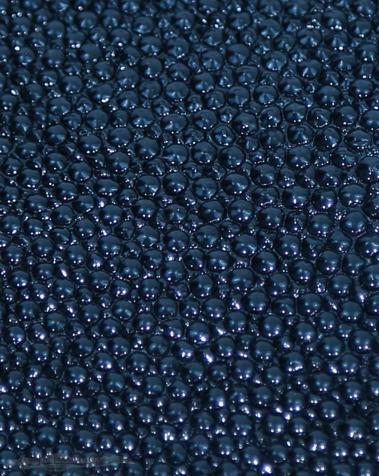 Stingray - Navy - Caviar