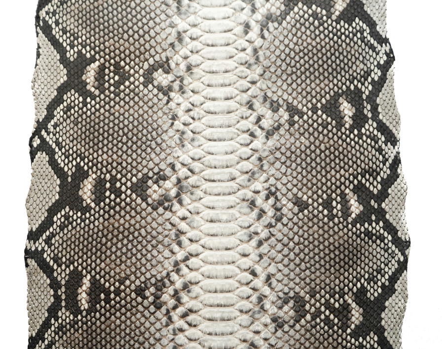 Reticulated - B.C -  U.B -  Matte