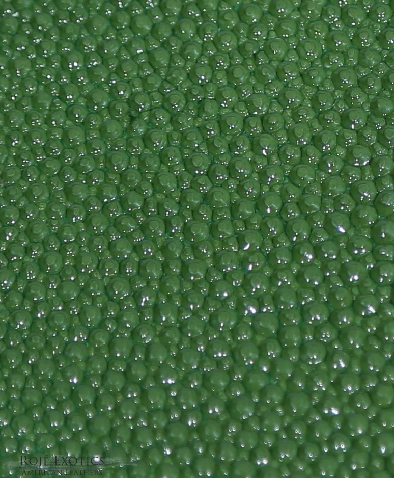 Stingray - Olive  - Caviar