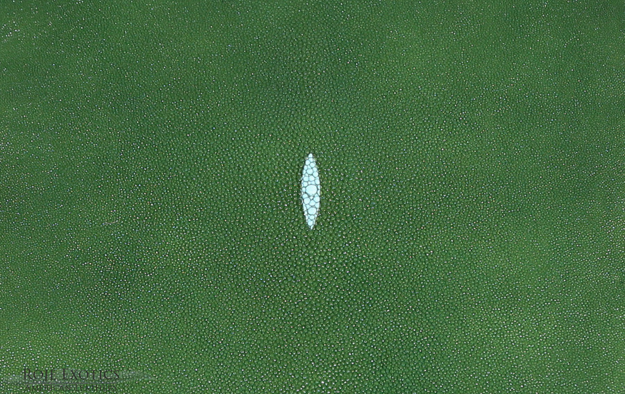 Stingray - Olive  - Caviar