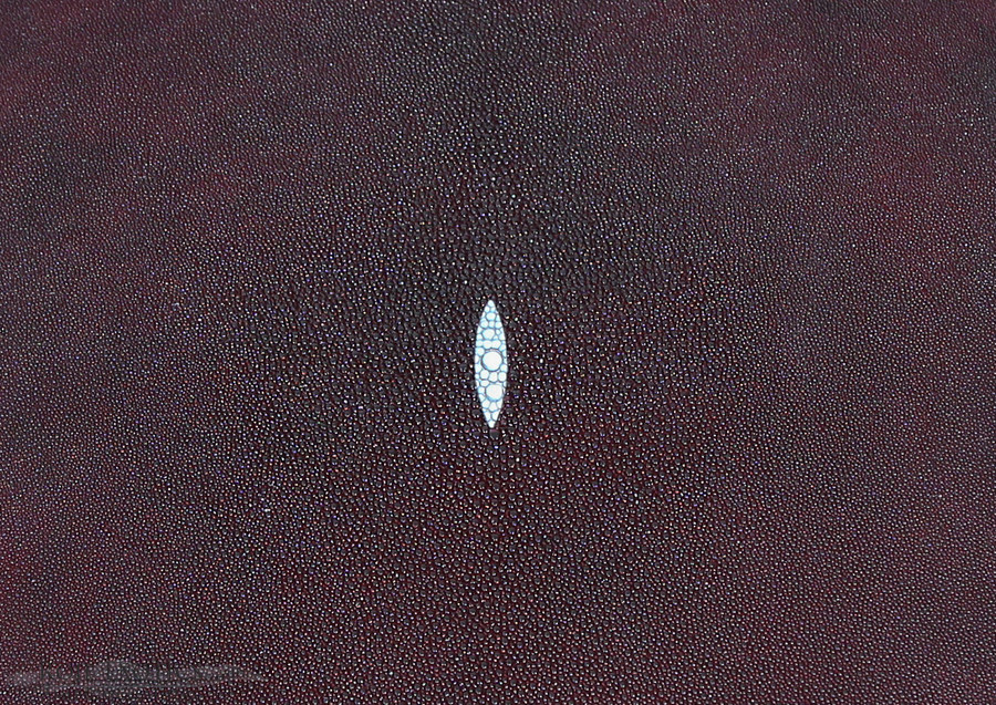 Stingray - Burgundy - Caviar 
