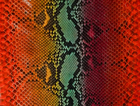 Reticulated- F.C. - U.B - H.P. - Rainbow