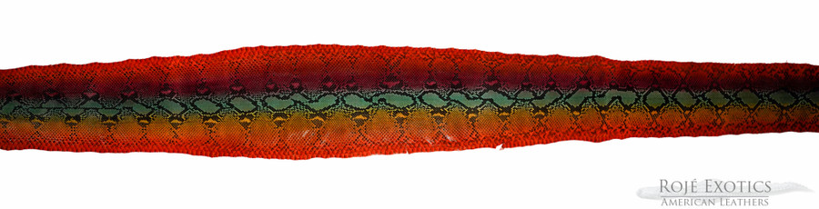 Reticulated- F.C. - U.B - H.P. - Rainbow