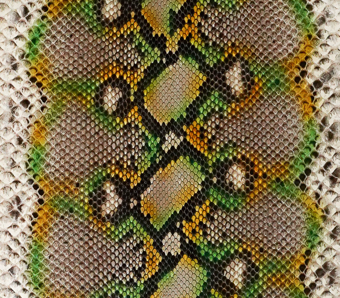 Reticulated- F.C. - U.B - H.P. - 8