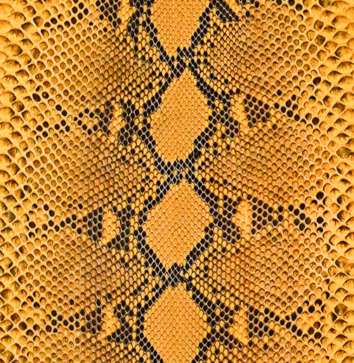 Reticulated Python - BC - Yellow- Glazed