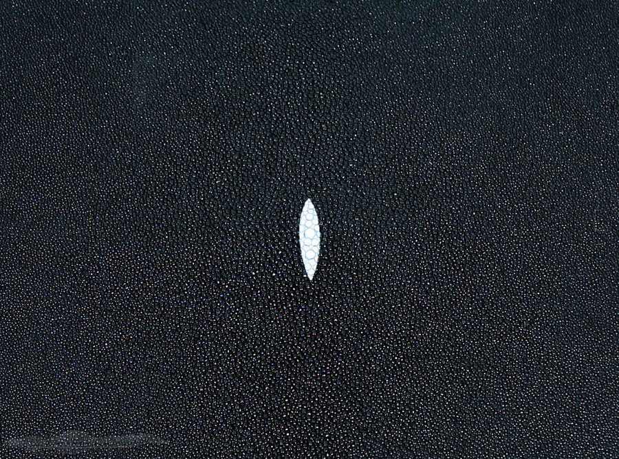 Stingray - Black - Caviar