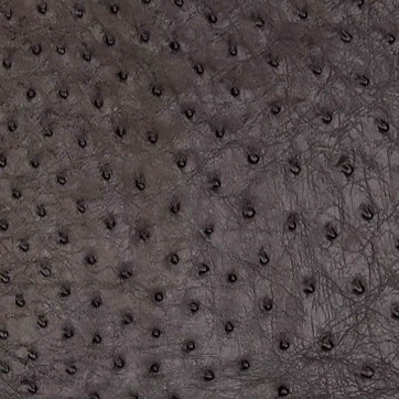 Ostrich - Raisin CC - Shiny