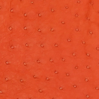 Ostrich - Orange - Matte