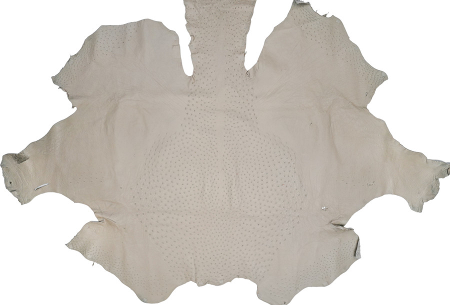 Ostrich - Paloma  - Matte