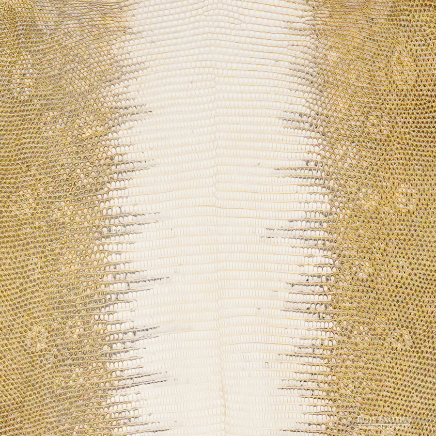 Lizard - B.C. - Ombre - Millennium