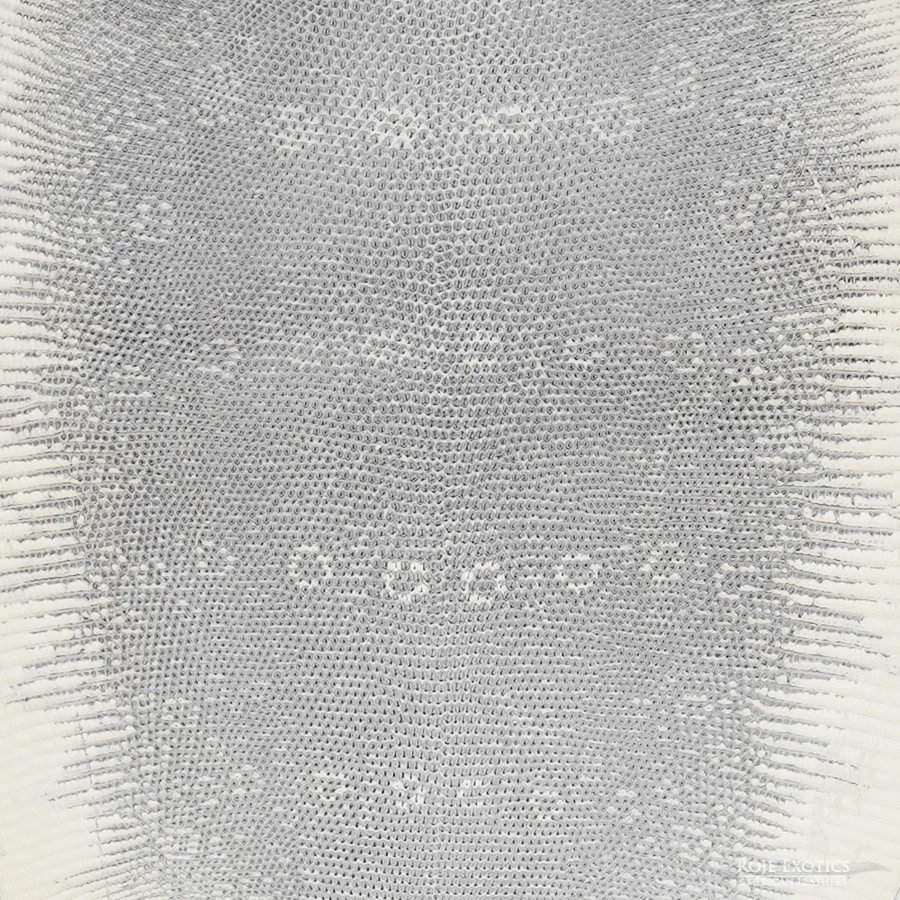 Lizard - F.C. - Unbleached - Matte