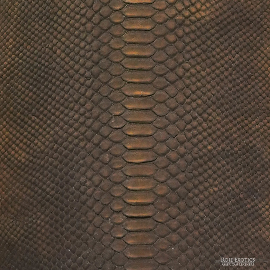 Molurus - B.C  - 317-3