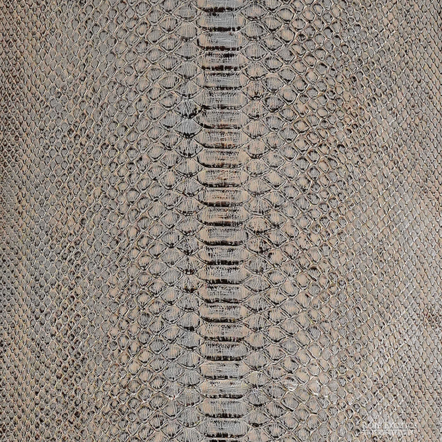 Molurus - B.C  - 361