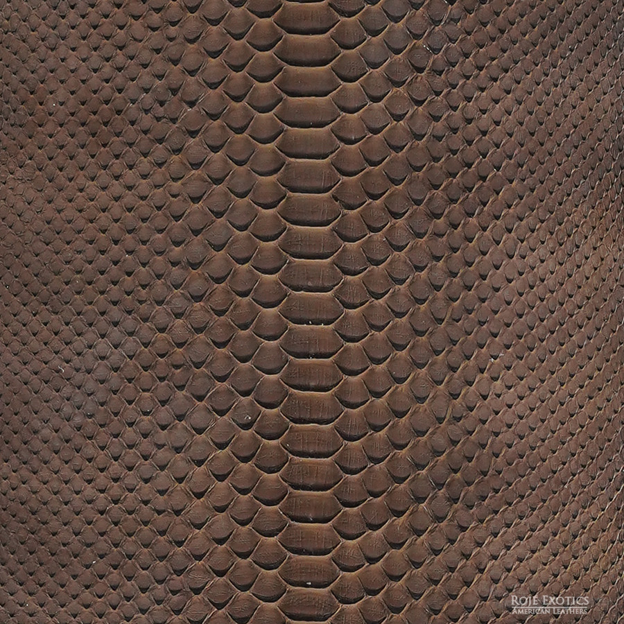 Molurus - B.C  -  511-2