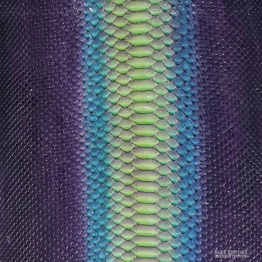 Molurus - B.C  -   534-3