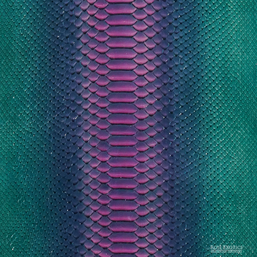 Molurus - B.C  -  539-3
