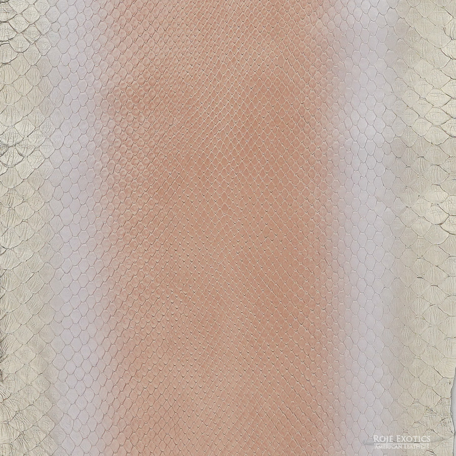 Molurus - F.C -  049