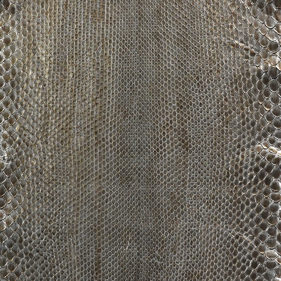 Molurus - F.C -  186-2