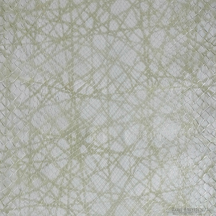 Molurus - F.C -  353-2