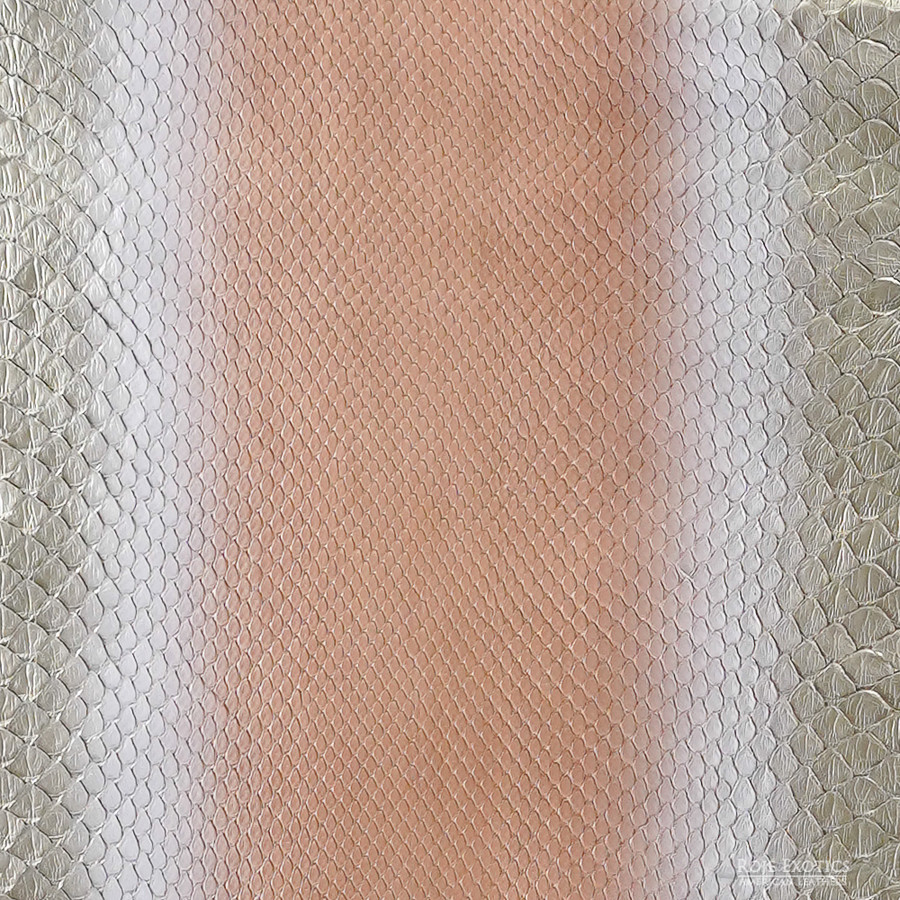 Molurus - F.C -  379-4