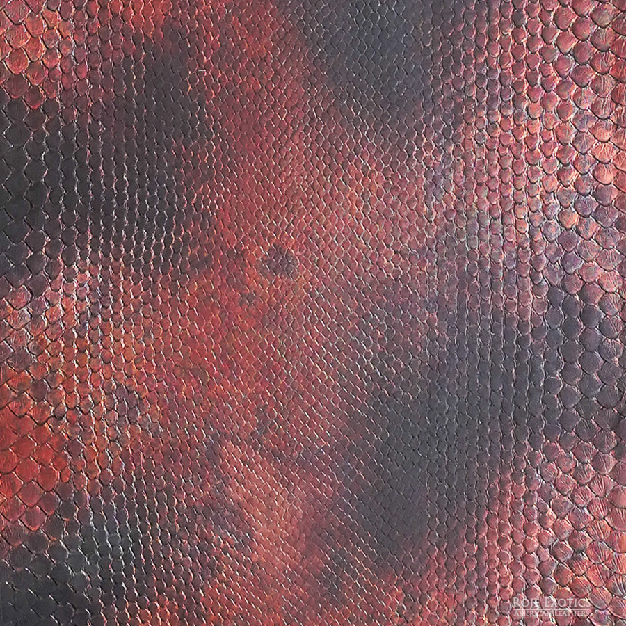 Molurus - F.C -  499