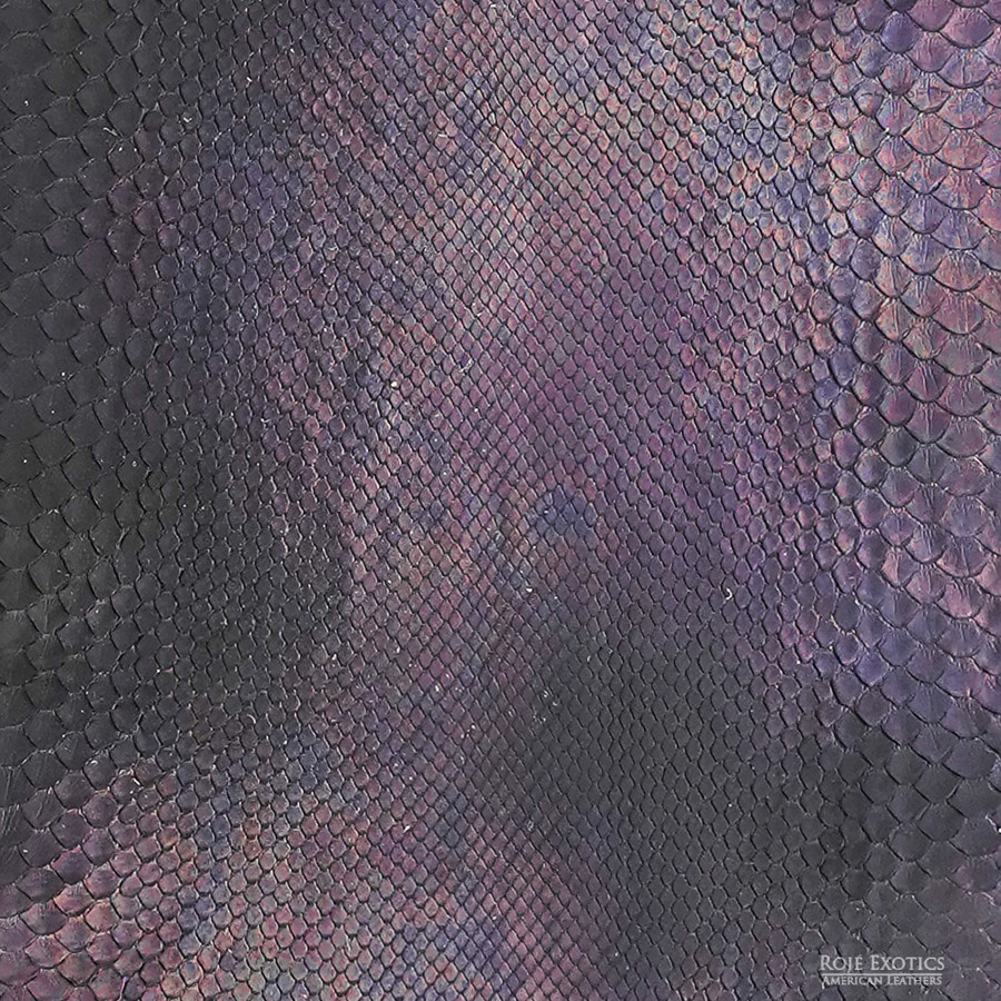 Molurus - F.C -  503