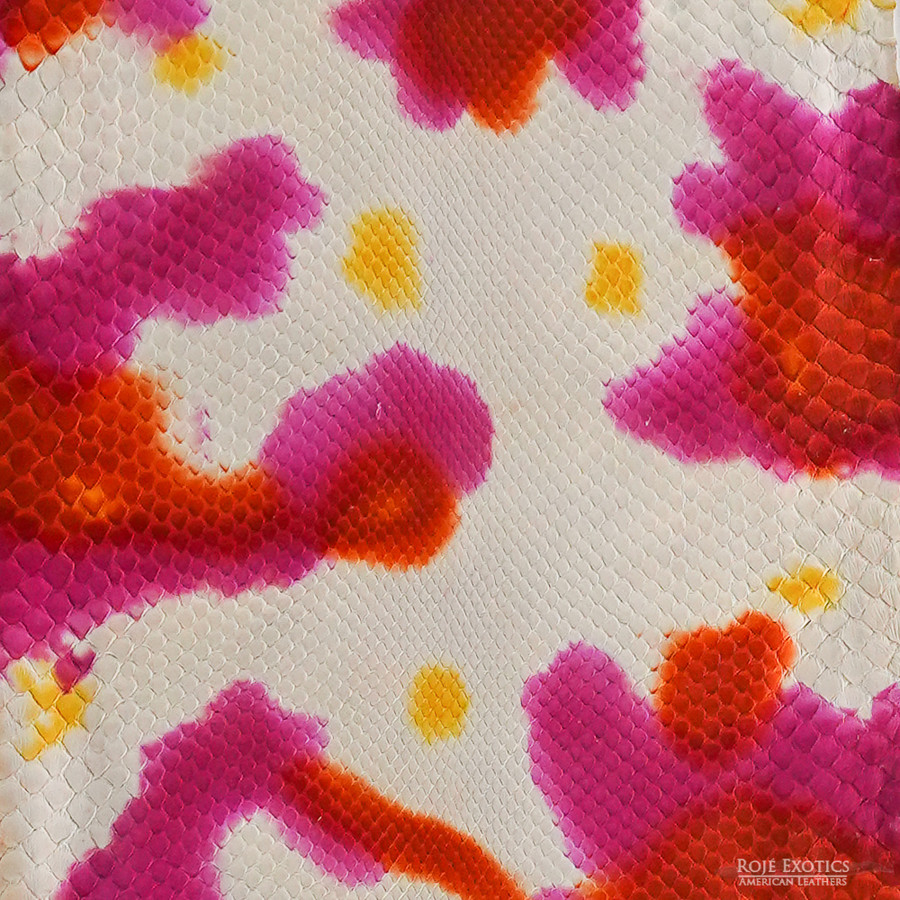 Molurus - F.C -  509-2