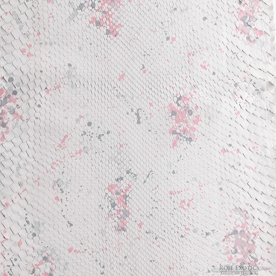 Molurus - F.C -  530