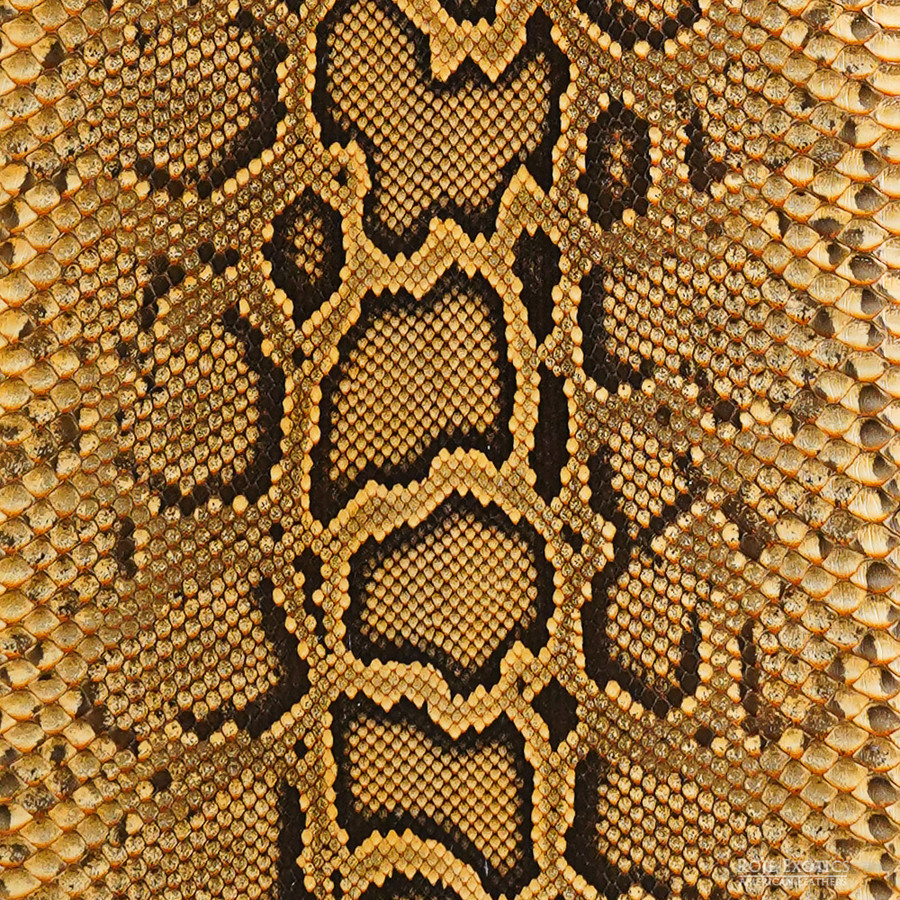 Molurus - F.C -  U.B. - 770