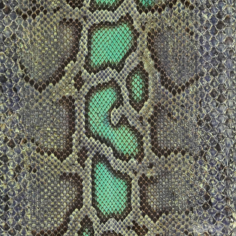 Molurus - F.C -  U.B. - 800