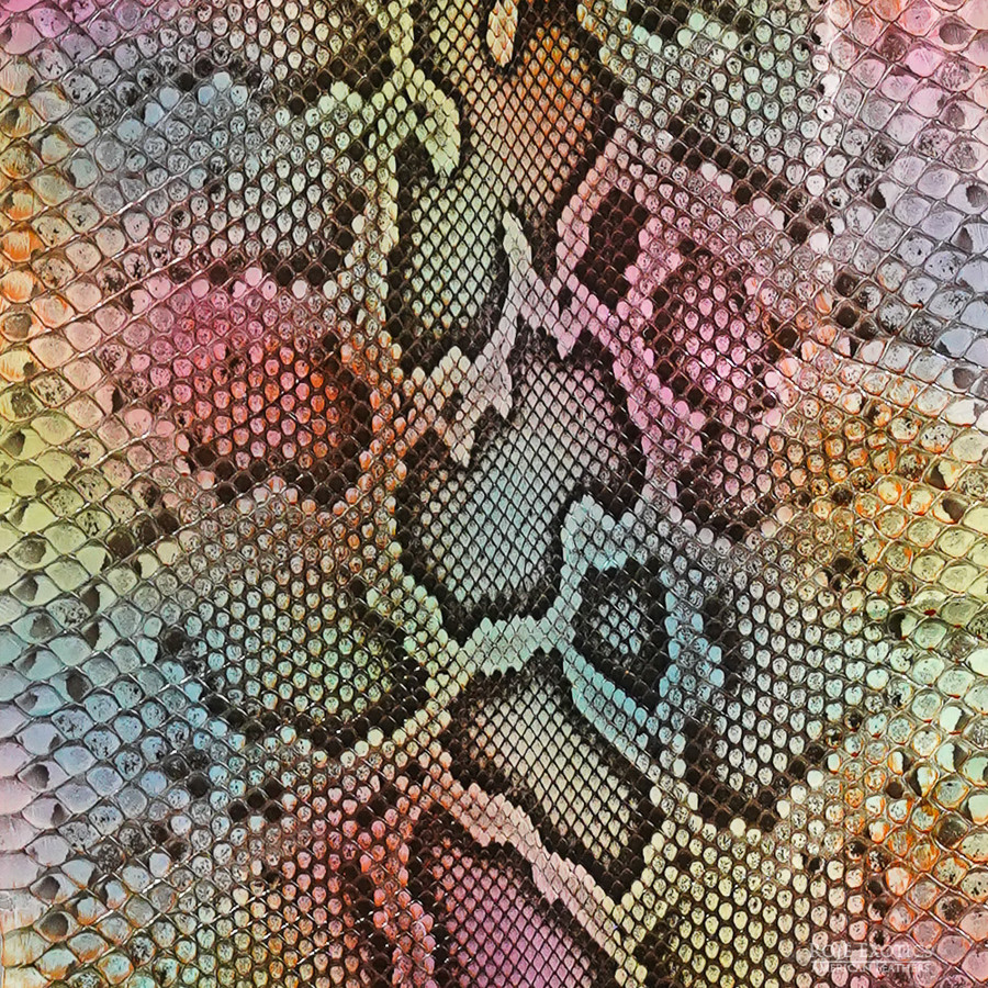 Molurus - F.C -  U.B. - 828