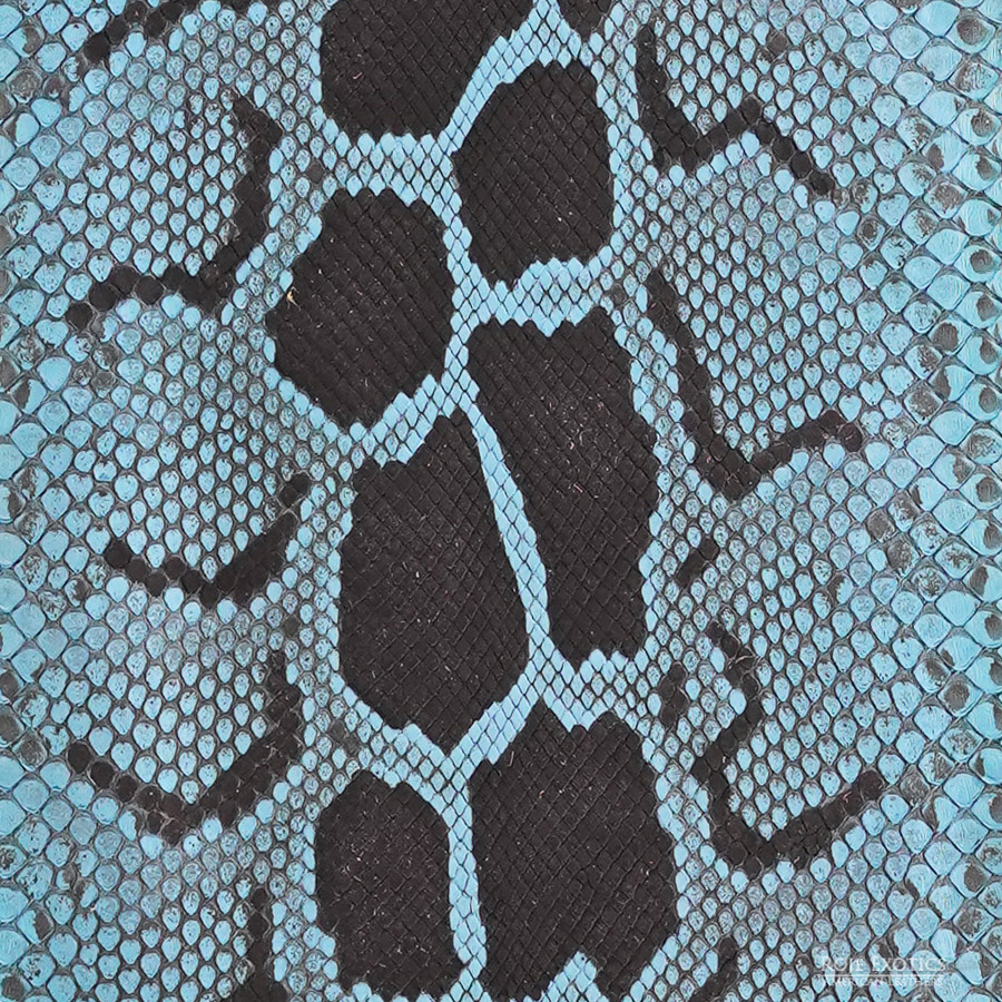 Molurus - F.C -  U.B. - 850