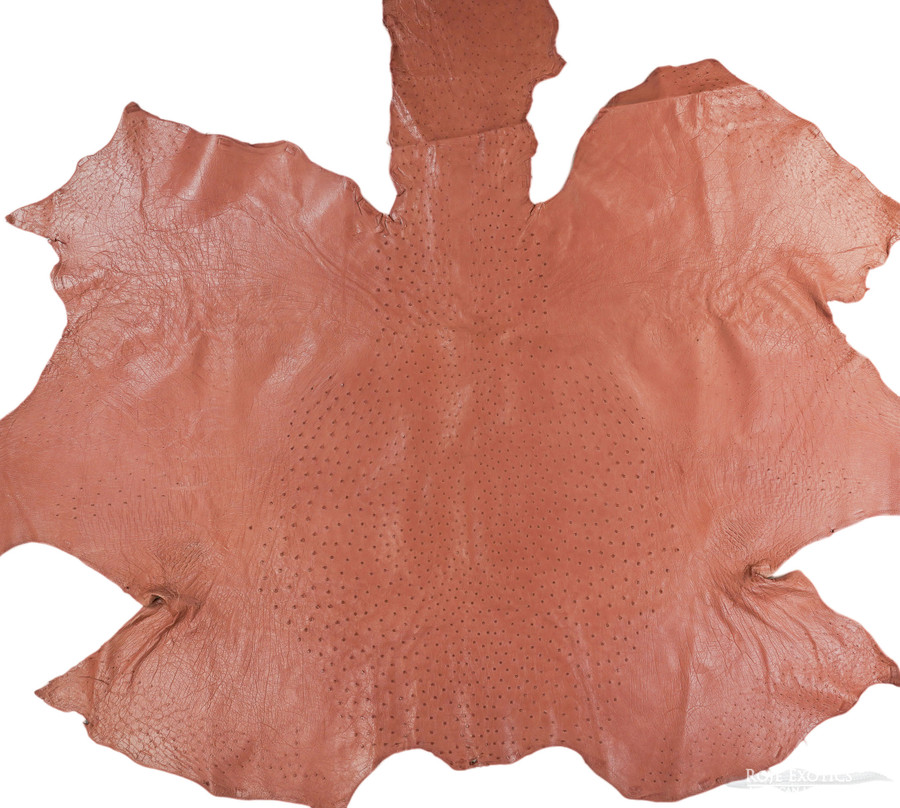 Ostrich - D. Nude - Shiny