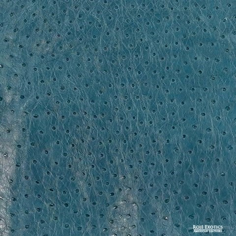 Ostrich - D. Ocean - Shiny