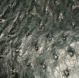 Ostrich - Cyprus  - Shiny