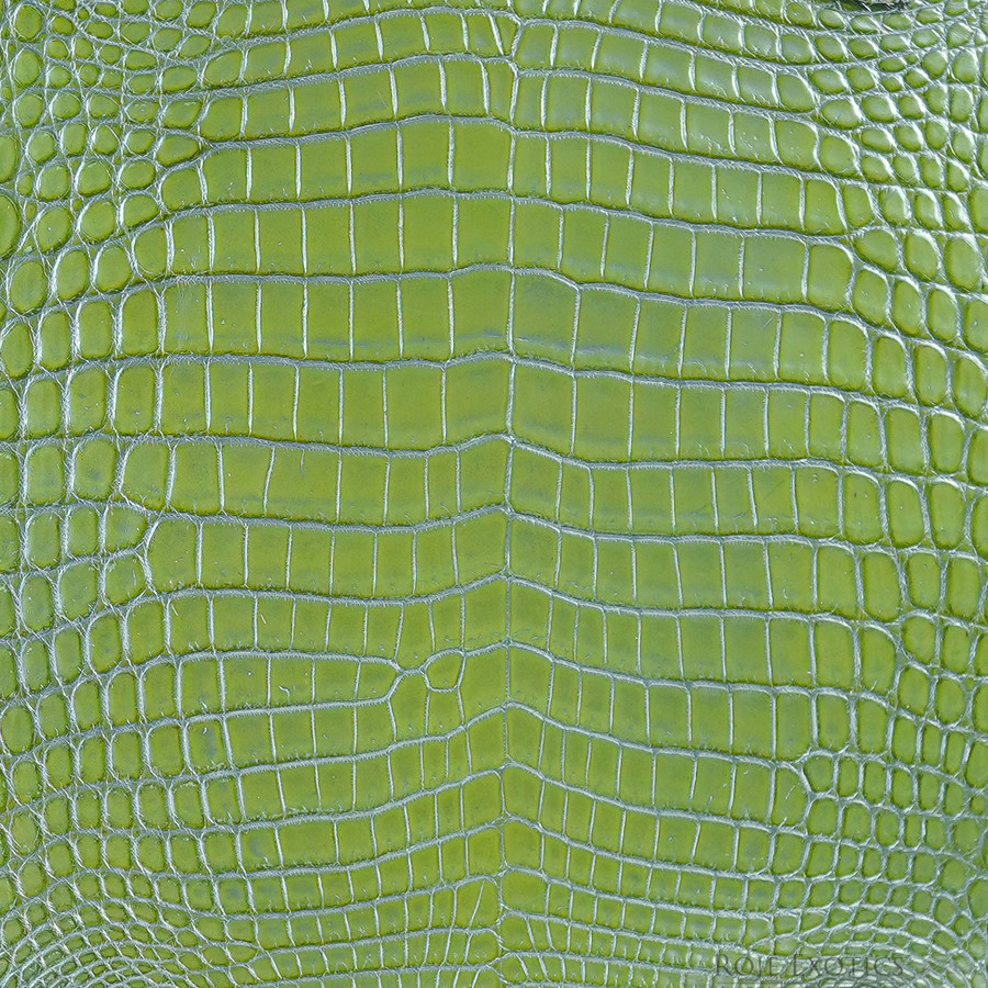 Niloticus - Cedar P.  - Millennium