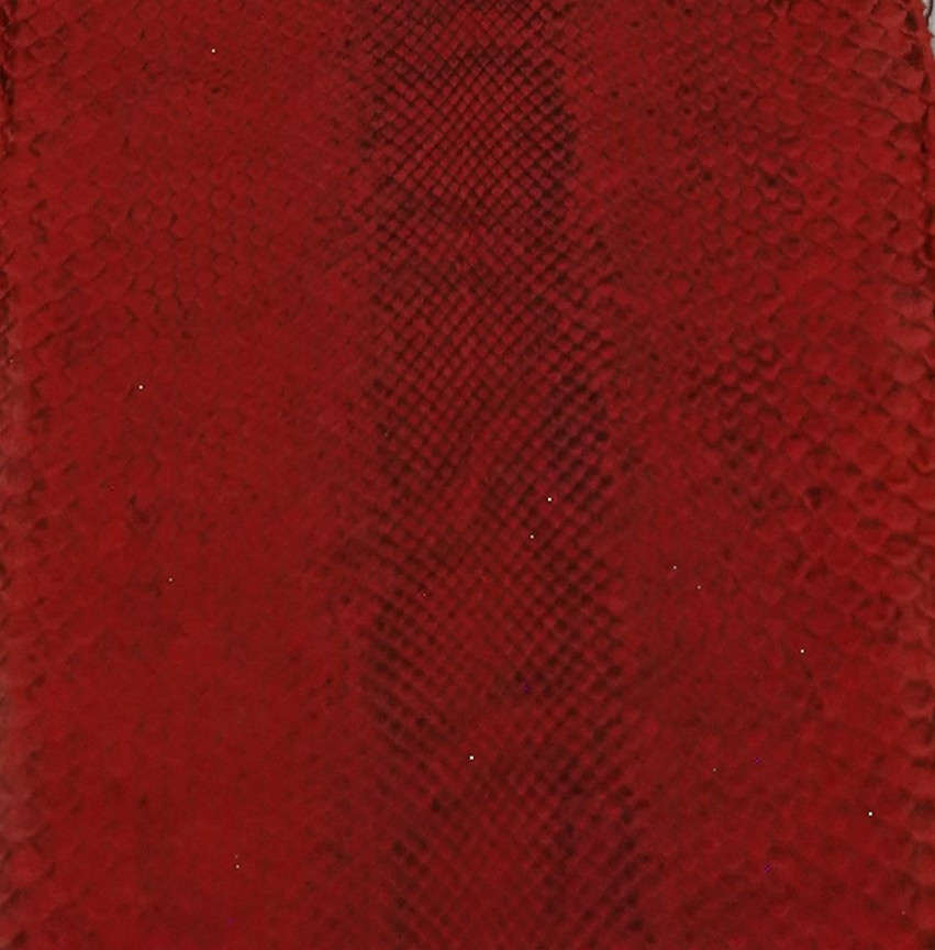 Molurus - F.C -  U.B.  - Red