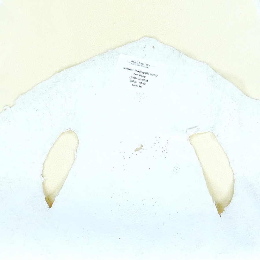 Stingray - White - Polished 