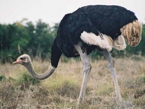 ostrich skin in black color