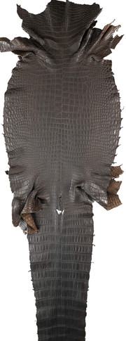 Porosus Crocodile - Farm Raised (Top Quality) - Luxury Skins - Glazed