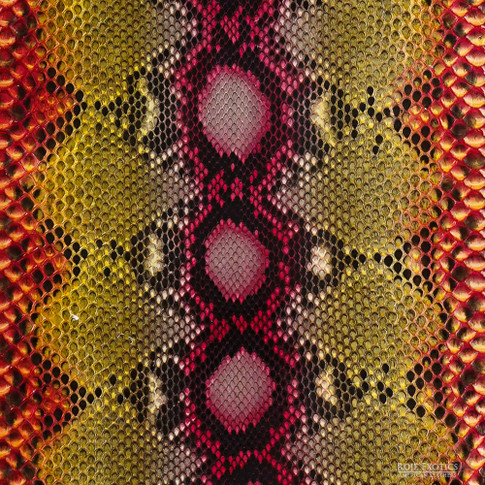 Roje Rere Reticulated – F.C. – U.B. – 907 | Roje Exotic Leather