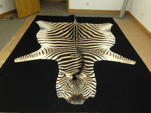 100% Authentic Zebra Skin Rug for Sale at Worldwide Wildlife Products