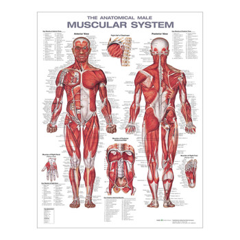 Wolters Kluwer Health Inc Anatomical Chart Wolter Kluwer Health Inc 978-1975180225