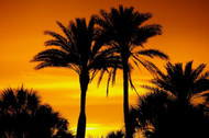 Used Golf Clubs in Sarasota: Best Places to Find Them