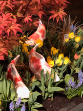 Set of 3 Medium Kohaku Koi 2nd Quality-
