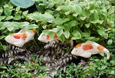 Set of 3 medium Kohaku Koi with Free Shipping Set of 3 medium Kohaku Koi with Free Shipping