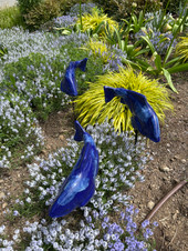 Set of 3 Medium Cobalt Koi with FREE SHIPPING Set of 3 Medium Cobalt Koi with FREE SHIPPING