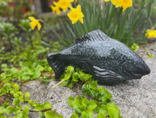 Celestial koi, Tyson Weiss, fish in the garden, Maine