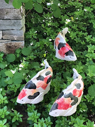 Set of 3 Kohaku Koi 2nds - FREE SHIPPING