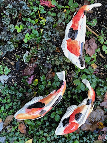 Set of 3 Medium Kohaku koi  2nds